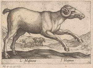 kecskeszagú L Mussimonae/ I Musimone (cím a tárgyon) Dieren en fablewezens (sorozat címe) A világ legkíváncsibb állatainak új gyűjteménye (sorozat címe) alkotó: Antonio Tempesta