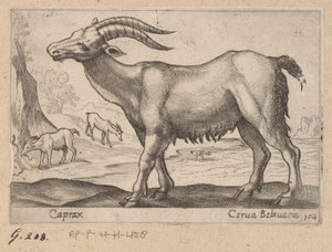 Drágakövek Caprax/ Cerua Belzuaria (cím a tárgyon) Dieren en fablewezens (sorozat címe) A világ legkíváncsibb állatainak új gyűjteménye (sorozat címe) alkotó: Antonio Tempesta