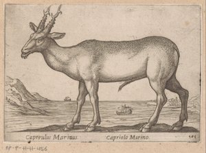 Hert Capreulus Marinus/Capriolo Marino (cím a tárgyon) Dieren en fablewezens (sorozat címe) Új kollekció a világ legkíváncsibb állataiból (sorozat címe) alkotó: Antonio Tempesta