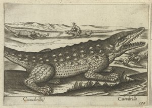 Krokodil Cucodrillus/ Cucodrillo (cím a tárgyon) Dieren en fablewezens (sorozat címe) A világ legkíváncsibb állatainak új gyűjteménye (sorozat címe) alkotó: Antonio Tempesta