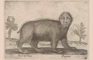 Lajhár Aescopitheus/ Papione (cím a tárgyon) Állatok és mitikus lények (sorozat címe) Nova raccolta de li animali piu curiosi del mondo (sorozat címe) alkotó: Antonio Tempesta