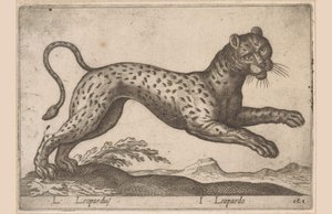 Leopárd L Leopardus/ I Leopardo (cím a tárgyon) Dieren en fablewezens (sorozat címe) A világ legkíváncsibb állatainak új gyűjteménye (sorozat címe) alkotó: Antonio Tempesta