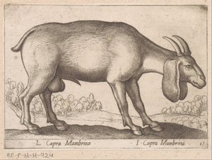 Membrina geit L Capra Mambrinae/ I Capra Mambrina (cím a tárgyon) Dieren en fablewezens (sorozat címe) Új kollekció a világ legkíváncsibb állataiból (sorozat címe) alkotó: Antonio Tempesta