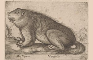 Motyog Alpesi egér / Marmotta (cím a tárgyon) Dieren en fablewezens (sorozat címe) Nova raccolta de li animali piu curiosi del mondo (sorozat címe) alkotó: Antonio Tempesta
