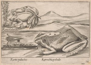 Moeras Kikkers Marsh Frog / Marsh Frog (cím az objektumon) Dieren en fabelwezens (sorozat címe) Nova gyűjtemény a világ legkíváncsibb állataiból (sorozat címe) alkotó: Antonio Tempesta