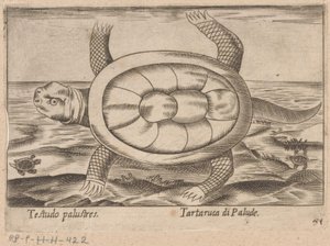 Moerasschildpad Testudo palustres/Tartaruca di Palude (cím a tárgyon) Dieren en fablewezens (sorozat címe) Nova raccolta de li animali piu curiosi del mondo (sorozat címe) alkotó: Antonio Tempesta