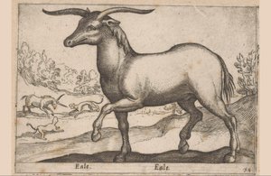Ló szarvakkal Eale/Eale (cím a tárgyon) Állatok és mitikus lények (sorozat címe) Nova raccolta de li animali piu curiosi del mondo (sorozat címe) alkotó: Antonio Tempesta