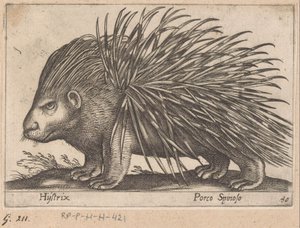 Tarajos sül Hystrix/ Porco Spinoso (cím az objektumon) Állatok és mitikus lények (sorozat címe) Nova raccolta de li animali piu curiosi del mondo (sorozat címe) alkotó: Antonio Tempesta