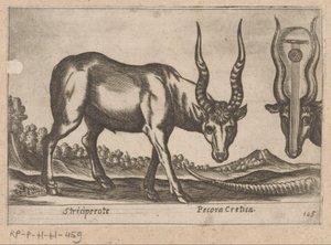 Két antilop Striciperote/ krétai szarvasmarha (cím a tárgyon) Dieren en fablewezens (sorozat címe) Nova raccolta de li animali piu curiosi del mondo (sorozat címe) alkotó: Antonio Tempesta