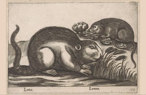 Két pézsmapocok Lonx/Lonza (cím az objektumon) Állatok és mitikus lények (sorozat címe) Nova raccolta de li animali piu curiosi del mondo (sorozat címe) alkotó: Antonio Tempesta