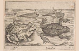 A béka öt szakasza Rana/ Ranocchia (cím a tárgyon) Állatok és mitikus lények (sorozat címe) Nova raccolta de li animali piu curiosi del mondo (sorozat címe) alkotó: Antonio Tempesta