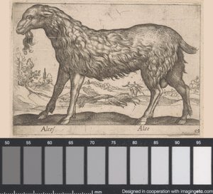 nőstény jávorszarvas Alces/ Alce (cím a tárgyon) Állatok és mitikus lények (sorozat címe) Nova raccolta de li animali piu curiosi del mondo (sorozat címe) alkotó: Antonio Tempesta