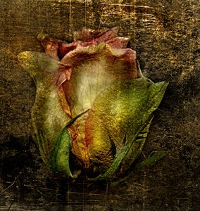  alkotó: Antonius Antonius