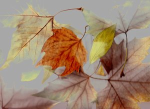  alkotó: Antonius Antonius