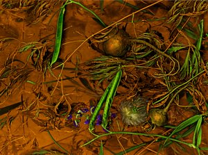  alkotó: Antonius Antonius