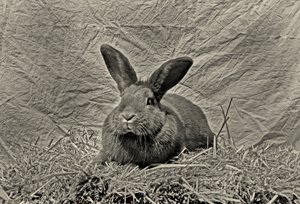  alkotó: Antonius Antonius