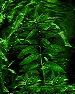  alkotó: Antonius Antonius