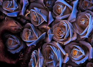  alkotó: Antonius Antonius