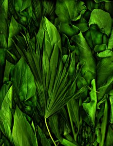  alkotó: Antonius Antonius