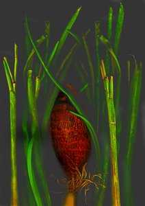  alkotó: Antonius Antonius