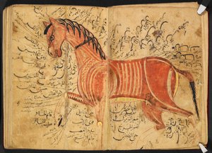 Ló, Azdī, Aḥmad ibn ʿAtīq "Kitāb al-bayṭarah" című művéből alkotó: Arabic School
