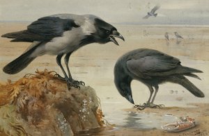Egy csuklyás varjú és egy dögvarjú alkotó: Archibald Thorburn