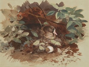 Egy fészkelő liba (akvarell kék papíron) alkotó: Archibald Thorburn