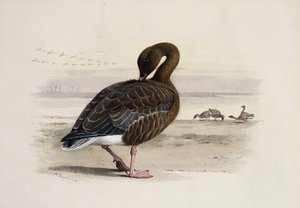 Egy rózsaszín lábú liba alkotó: Archibald Thorburn