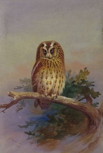 Egy tölgyfaágon ücsörgő tanyabagoly alkotó: Archibald Thorburn