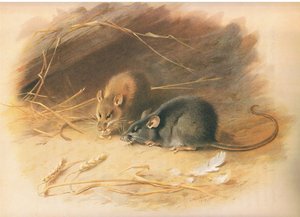 Alexandrine Rat and Black Rat, a Thorburns Mammalsból, amelyet a Longmans and Co adott ki, c. 1920 alkotó: Archibald Thorburn