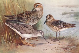 Amerikai homoki rétihéja, szélescsőrű homoki rétihéja, csíkcsőrű homoki rétihéja (színes litho) alkotó: Archibald Thorburn