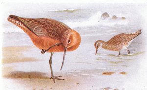 Bar Tailed Godwit, a Birds of the British Isles and Their Eggsből, kiadó: Frederick Warne & Co Ltd, 1958 alkotó: Archibald Thorburn
