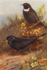 Fekete madár (hím és nőstény), Ring-Ouzel (színes litográfia) alkotó: Archibald Thorburn