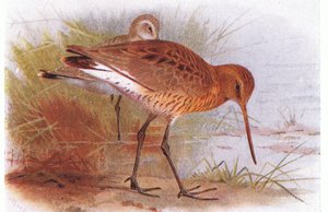 Black Tailed Godwit, a Brit-szigetek madarai és tojásaiból, kiadó: Frederick Warne & Co Ltd, 1958