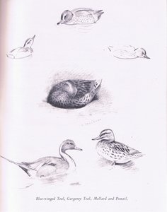 Kékszárnyú kékeszöld, garganey, kékeszöld, tőkés réce és pintail, 1938 alkotó: Archibald Thorburn