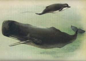 Palackorrú bálna és sperma bálna, a Thorburns Mammalsból, a Longmans and Co. kiadásában, c. 1920 alkotó: Archibald Thorburn