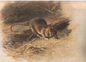 Brown Rat, a Thorburns Mammalsból, kiadó a Longmans and Co., c. 1920 alkotó: Archibald Thorburn