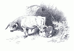 Szarvasmarha, a Longmans and Co által kiadott Thorburn