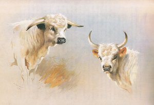 Chartley Bull és Chillingham Bull a Thorburn
