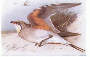 Galléros Pratincloe, a Frederick Warne & Co Ltd. által kiadott Birds of the British Isles and Their Eggsből, 1958