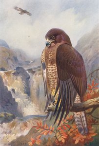 Ölyv (színes litográfia) alkotó: Archibald Thorburn