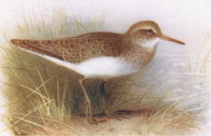Common Sandpiper, a Brit-szigetek madaraiból és tojásaikból, kiadó: Frederick Warne & Co Ltd, 1958