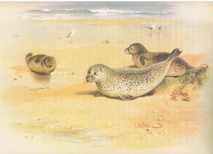 Common Seal, a Thorburns Mammalsból, a Longmans and Co. kiadásában, c. 1920 alkotó: Archibald Thorburn