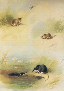 Common Shrew, Lesser Shrew & Water Shrew, a Thorburns Mammalsból, amelyet a Longmans and Co adott ki, c. 1920