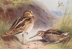 Szalonka, szalonka (színes litográfia) alkotó: Archibald Thorburn