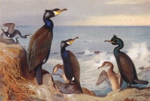 Kormorán (kifejlett és ivaréretlen), sáska (kifejlett és ivaréretlen) (színes litográfia) alkotó: Archibald Thorburn