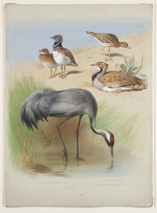 Daru, kőgöndör és túzok, 1915 körül (akvarell és testfesték ceruzával, papíron) alkotó: Archibald Thorburn