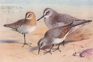 Göncölszalonka (ivaréretlen, ősz), csomó (tél), dunlin (tél) (színes litho) alkotó: Archibald Thorburn