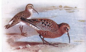 Curlew Sandpiper, a Frederick Warne & Co Ltd. által kiadott Birds of the British Isles and Their Eggsből, 1958