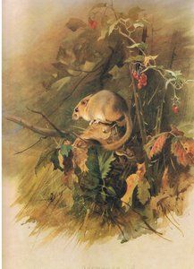 Dormouse, a Thorburns Mammalsból, a Longmans and Co. kiadásában, c. 1920 alkotó: Archibald Thorburn
